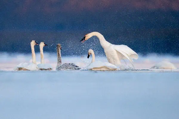 Swan Heaven